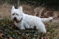 Terrier - West Highland White