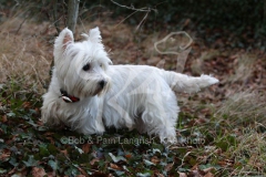 Terrier - West Highland White