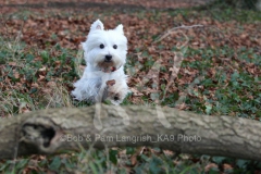 Terrier - West Highland White