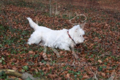 Terrier - West Highland White