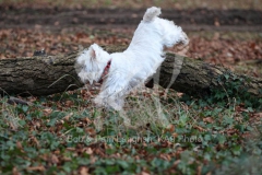 Terrier - West Highland White
