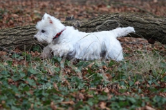 Terrier - West Highland White