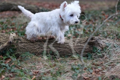Terrier - West Highland White