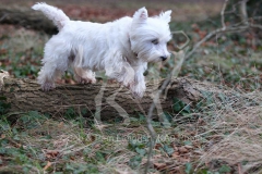 Terrier - West Highland White