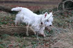 Terrier - West Highland White