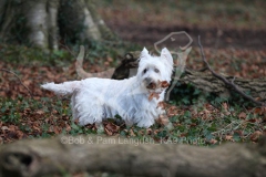 Terrier - West Highland White