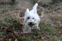 Terrier - West Highland White