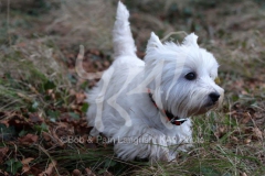 Terrier - West Highland White