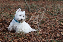 Terrier - West Highland White