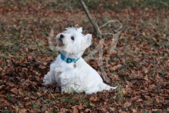 Terrier - West Highland White