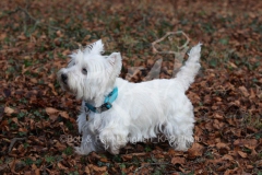Terrier - West Highland White