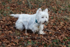 Terrier - West Highland White