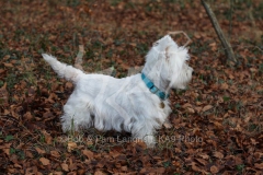 Terrier - West Highland White