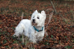 Terrier - West Highland White