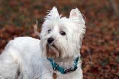 Terrier - West Highland White