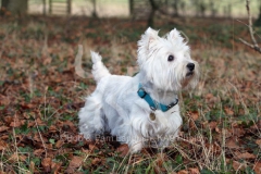 Terrier - West Highland White
