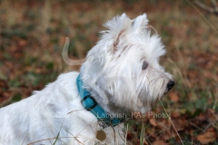 Terrier - West Highland White