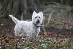 Terrier - West Highland White