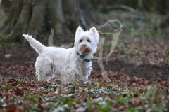 Terrier - West Highland White