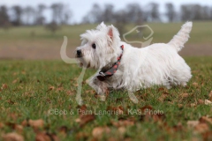 Terrier - West Highland White