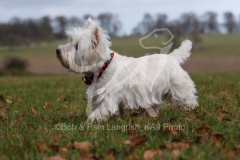 Terrier - West Highland White