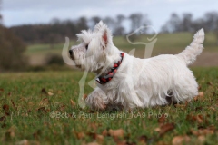 Terrier - West Highland White