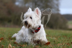 Terrier - West Highland White
