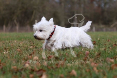 Terrier - West Highland White