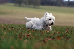 Terrier - West Highland White