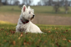 Terrier - West Highland White