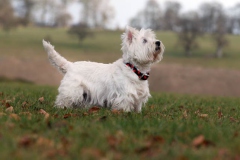 Terrier - West Highland White