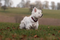 Terrier - West Highland White