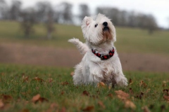 Terrier - West Highland White