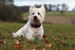 Terrier - West Highland White