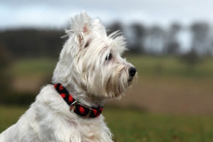Terrier - West Highland White