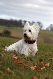 Terrier - West Highland White