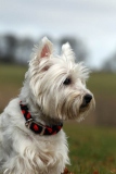 Terrier - West Highland White