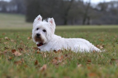 Terrier - West Highland White