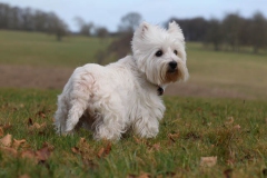 Terrier - West Highland White
