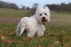 Terrier - West Highland White