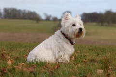 Terrier - West Highland White
