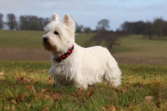 Terrier - West Highland White
