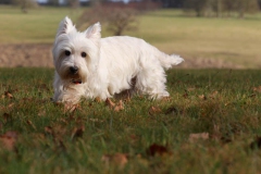 Terrier - West Highland White