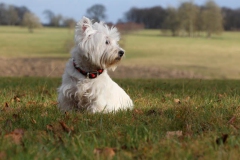 Terrier - West Highland White