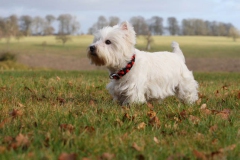 Terrier - West Highland White
