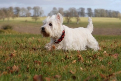 Terrier - West Highland White