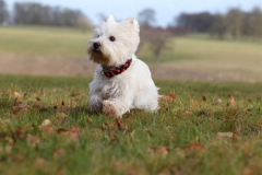 Terrier - West Highland White