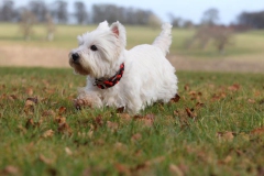 Terrier - West Highland White