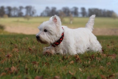 Terrier - West Highland White