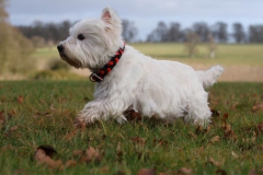 Terrier - West Highland White